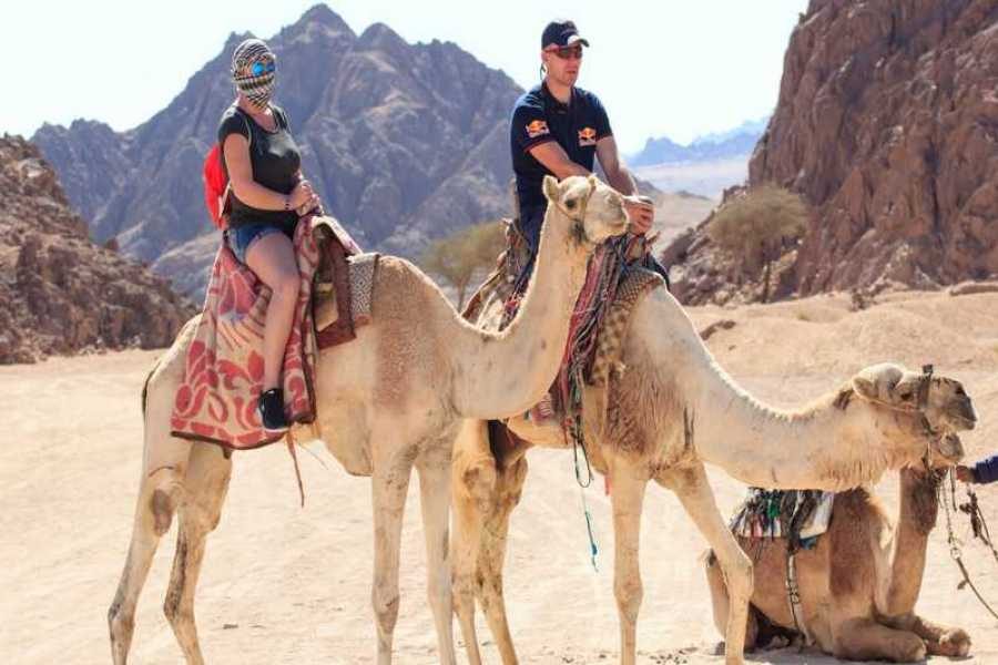 Hurghada Camel Riding